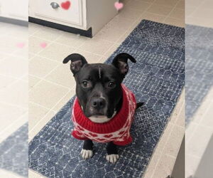 Staffordshire Bull Terrier-Unknown Mix Dogs for adoption in Germantown, OH, USA