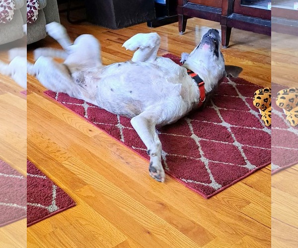 Medium Photo #4 Boxer-Unknown Mix Puppy For Sale in Newfoundland, PA, USA