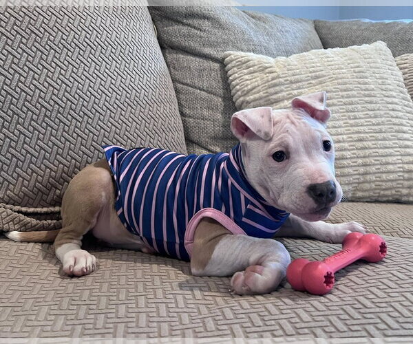 Medium Photo #1 Mutt Puppy For Sale in Spotsylvania, VA, USA