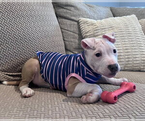 Mutt Dogs for adoption in Spotsylvania, VA, USA