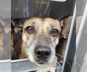 Mutt Dogs for adoption in San Antonio, TX, USA