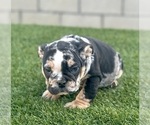 Small Photo #10 English Bulldog Puppy For Sale in SAINT LOUIS, MO, USA