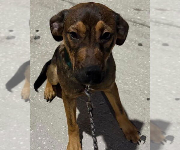 Medium Photo #2 Beagle-Unknown Mix Puppy For Sale in Valrico, FL, USA