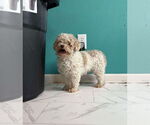 Small #3 Poodle (Miniature)