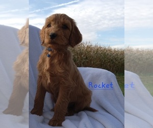 Irish Doodle Puppy for sale in MARSHALL, IL, USA