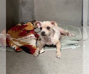 Poodle (Miniature) Dogs for adoption in San Bernardino, CA, USA