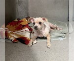 Small Poodle (Miniature)