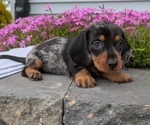 Puppy Luna Dachshund