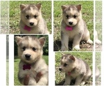 Small Photo #4 Siberian Husky Puppy For Sale in JACKSONVILLE, FL, USA