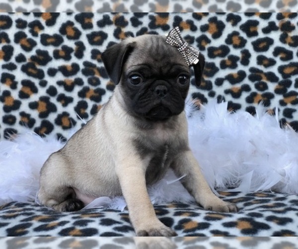 Medium Photo #14 Pug Puppy For Sale in LAKELAND, FL, USA
