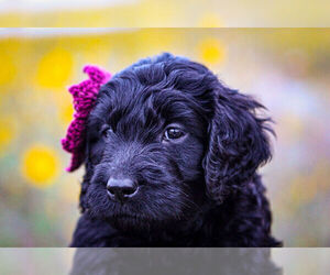 Golden Retriever-Goldendoodle Mix Puppy for sale in COLORADO SPRINGS, CO, USA