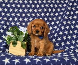 Cavalier King Charles Spaniel Puppy for sale in QUARRYVILLE, PA, USA