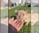 Small Photo #26 French Bulldog Puppy For Sale in COLUMBUS, OH, USA