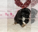 Small #5 Miniature Australian Shepherd