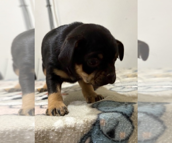 Medium Photo #4 Carlin Pinscher Puppy For Sale in COBB, WI, USA