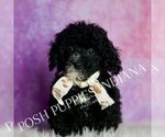 Small Photo #21 Poodle (Miniature) Puppy For Sale in WARSAW, IN, USA
