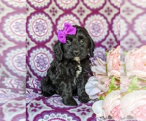 Cock-A-Poo Puppy for sale in NEW HOLLAND, PA, USA