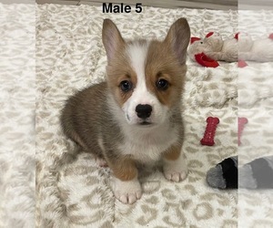 Pembroke Welsh Corgi Puppy for sale in GUTHRIE, KY, USA