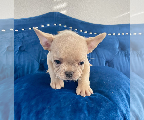 Medium Photo #27 French Bulldog Puppy For Sale in SCREVEN, GA, USA