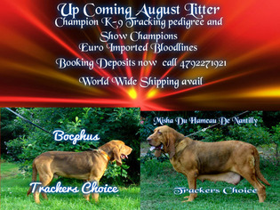 Bloodhound Puppy for sale in WALDRON, AR, USA