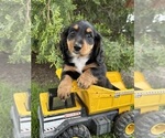 Small #2 Dachshund