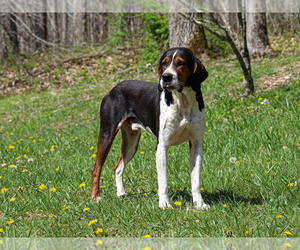 Father of the Jug-Treeing Walker Coonhound Mix puppies born on 03/05/2025