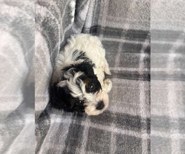 Medium Photo #6 Cavapoo (Miniature) Puppy For Sale in SPRING HILL, TN, USA