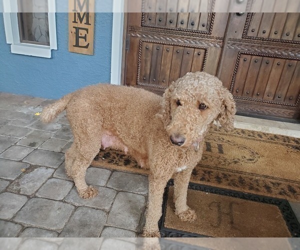 Medium Photo #1 Poodle (Standard) Puppy For Sale in TAMPA, FL, USA