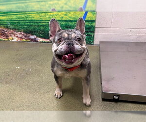 French Bulldog-Unknown Mix Dogs for adoption in Moreno Valley, CA, USA