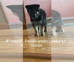 Small #14 German Shepherd Dog