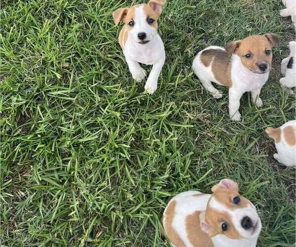 Medium Photo #6 Jack Russell Terrier Puppy For Sale in LEDBETTER, TX, USA