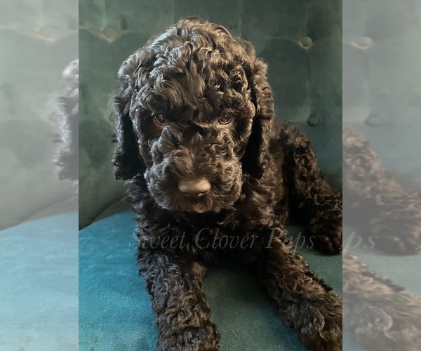 Medium Photo #1 Sheepadoodle Puppy For Sale in DUNCAN, OK, USA