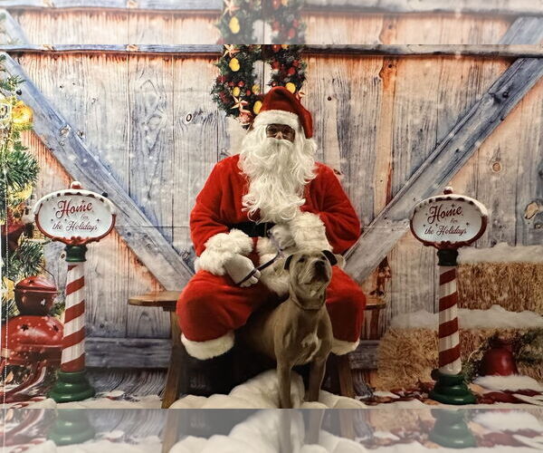 Medium Photo #10 American Staffordshire Terrier-Unknown Mix Puppy For Sale in Spring Lake, NJ, USA