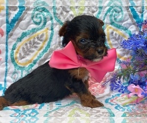 YorkiePoo Puppy for sale in LANCASTER, PA, USA