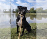 Small #35 American Pit Bull Terrier Mix