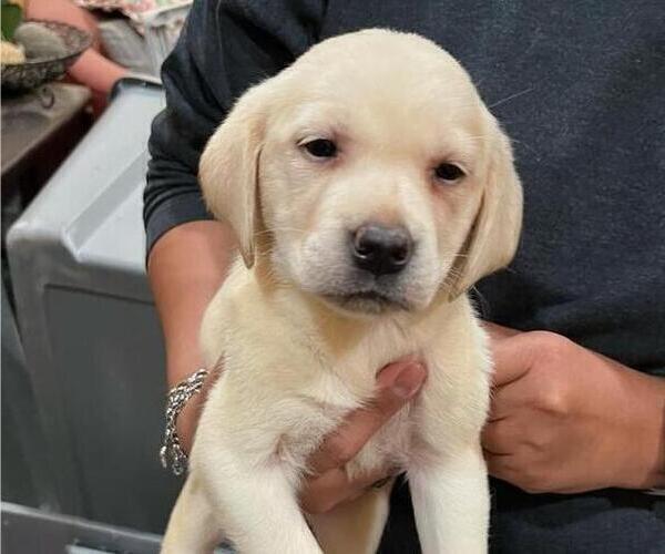 Medium Photo #2 Labrador Retriever Puppy For Sale in RIVERVIEW, FL, USA