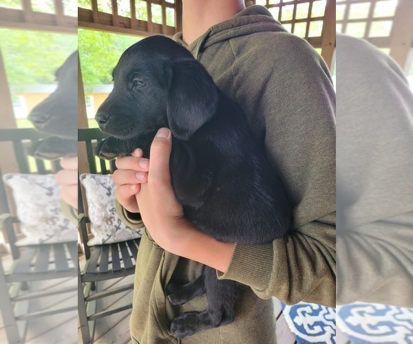 Medium Photo #1 Labrador Retriever Puppy For Sale in BONAIRE, GA, USA