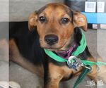 Small #7 Labrador Retriever Mix
