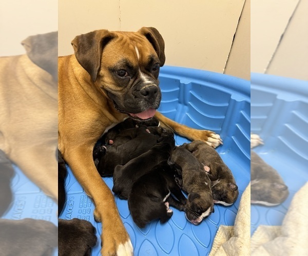 Medium Photo #9 Boxer Puppy For Sale in NEW LONDON, IA, USA