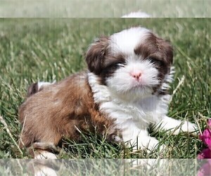 Shih Tzu Puppy for sale in FORT LAUDERDALE, FL, USA