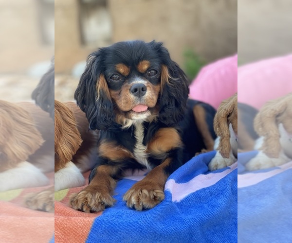Medium Photo #1 Cavapoo Puppy For Sale in AUBREY, TX, USA