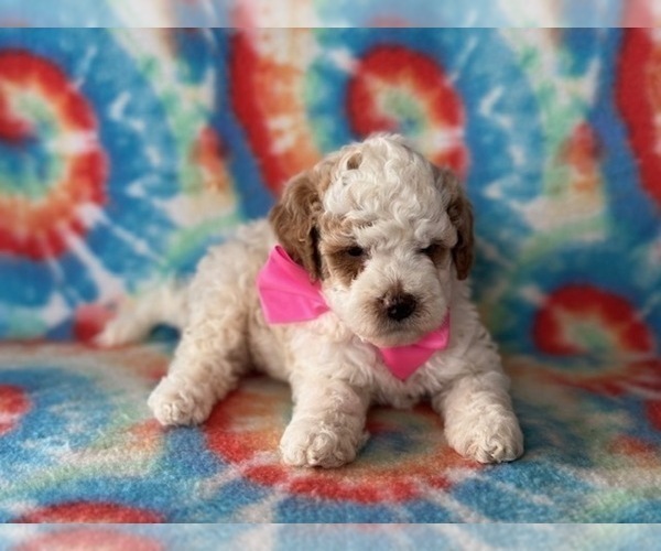 Medium Photo #2 Poodle (Miniature) Puppy For Sale in LANCASTER, PA, USA