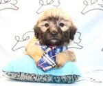 Small Photo #25 Maltipoo Puppy For Sale in LAS VEGAS, NV, USA
