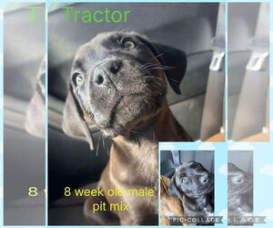 Mutt Dog for Adoption in Jacksonville, North Carolina USA