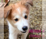 Small #1 Golden Pyrenees-Siberian Husky Mix