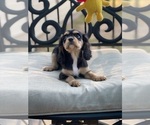 Small Photo #13 Cavalier King Charles Spaniel Puppy For Sale in BENTONVILLE, AR, USA