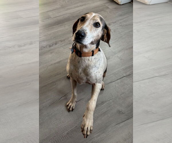 Medium Photo #5 Mutt Puppy For Sale in Rustburg, VA, USA