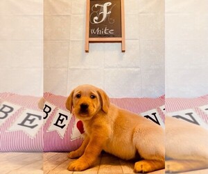 Labrador Retriever Puppy for sale in MAYSVILLE, GA, USA