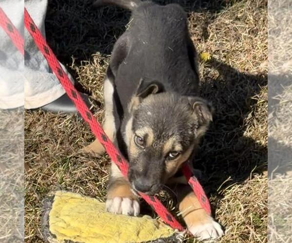 Medium Photo #4 Mutt Puppy For Sale in Yardley, PA, USA