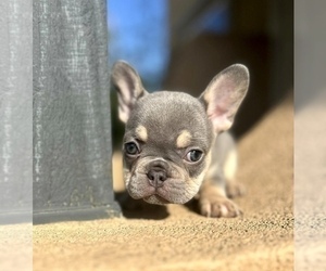 French Bulldog Puppy for sale in DETROIT, MI, USA